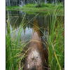 Old log pond - Nature Images