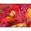 Fall Leaves Pano - Panorama Images