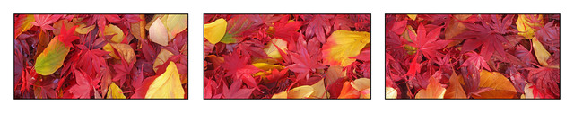 Fall Leaves Pano Panorama Images