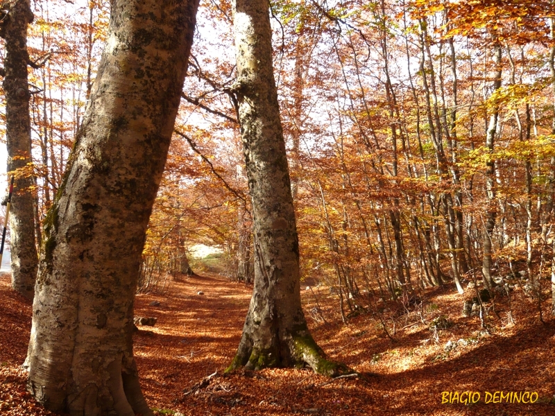 Concorso Autunno Pollino Deminco - 