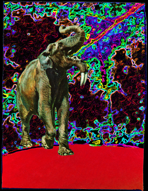 Elephant Stomplature- Bjorn and Neal Mackowiak Collaborations