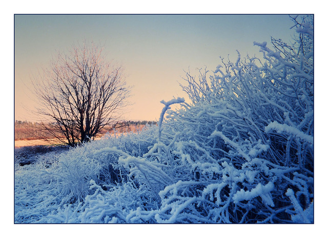 Winter at Deer Lake 35mm photos