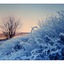 Winter at Deer Lake - 35mm photos