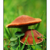 Mushroom Parent and Child - 35mm photos