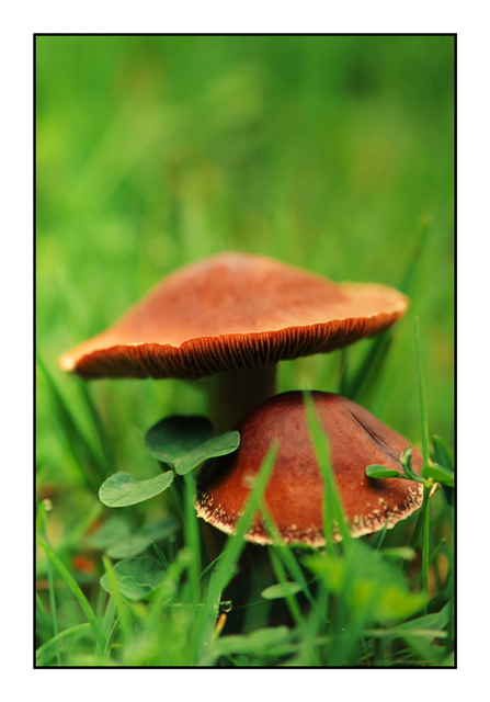 Mushroom Parent and Child 35mm photos