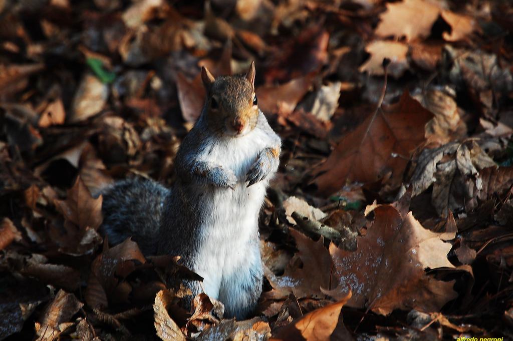 autunno modificato-1 - 