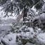 Wintertuin 20-12-09 08 - In de tuin 2010