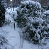  René Vriezen 2009-12-20 #0039 - Presikhaaf Sneeuw rond om h...