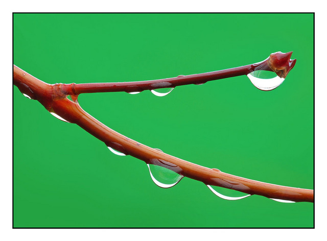 Backyard Droplets Close-Up Photography