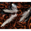 feathers - Close-Up Photography