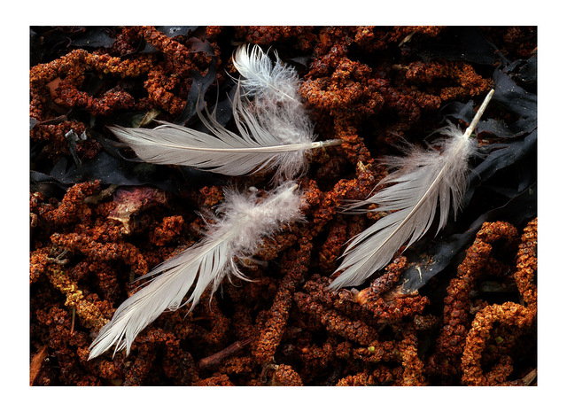 feathers Close-Up Photography