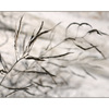 twig - Nature Images