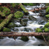 sealbay stream - Nature Images