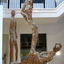 P1130499 - musea