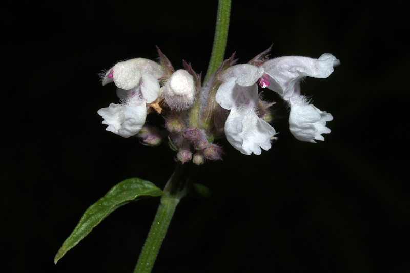 09Nepeta nepetella L.1Vinadio 27-07-08 copia - 