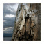 driftwood post - Nature Images