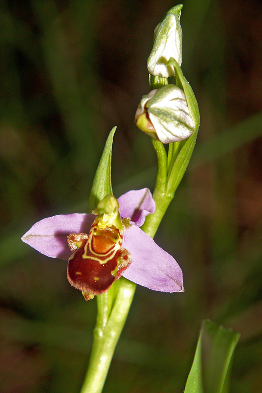 14Ophrys apifera Huds - 