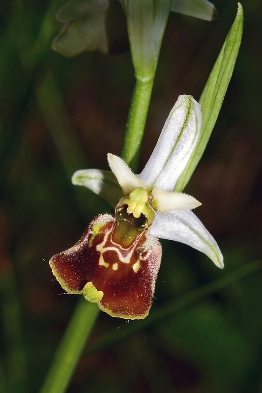 15Ophrys fuciflora (F.W. Schmidt) Moench  - 