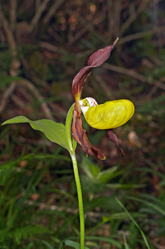 17Cypripedium calceolus L. - 