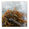 kelp - Nature Images