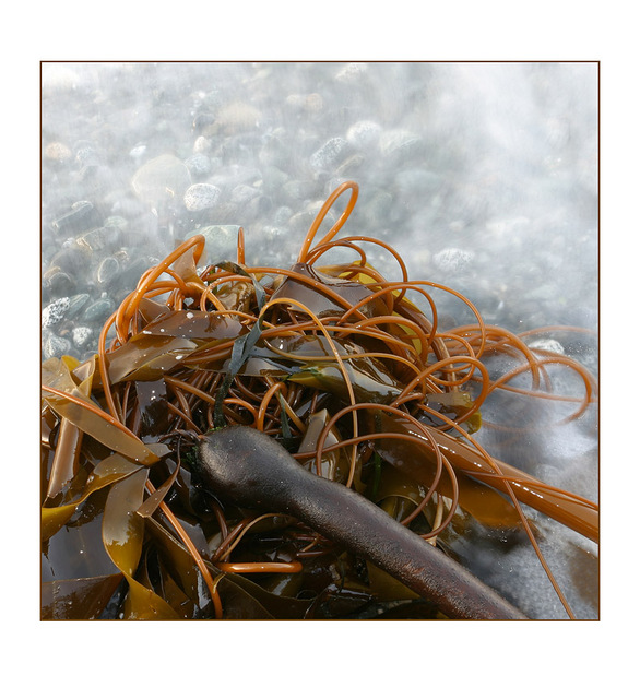 kelp Nature Images