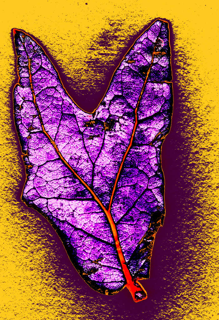 two necked leaf 3 Picture Box