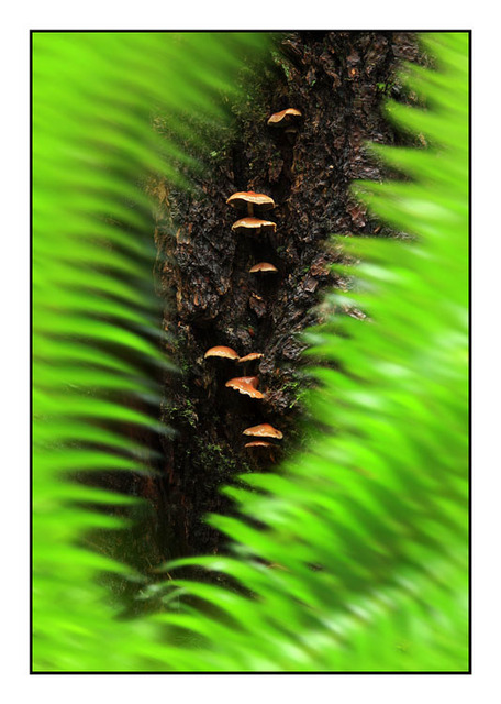 Mushrooms through the Ferns Nature Images