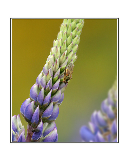 lupin with bug Close-Up Photography