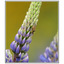 lupin with bug - Close-Up Photography