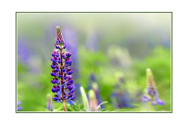 lupin field Close-Up Photography