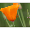 poppy with bug - Close-Up Photography