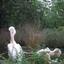 DSC 1632 - Burgers Zoo