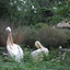 DSC 1633 - Burgers Zoo