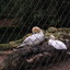 DSC 1654 - Burgers Zoo