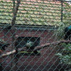 DSC 1660 - Burgers Zoo