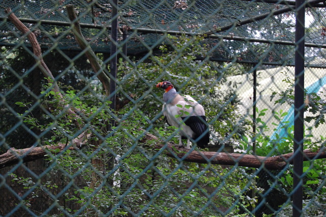 DSC 1661 Burgers Zoo