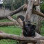 DSC 1665 - Burgers Zoo