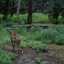 DSC 1666 - Burgers Zoo