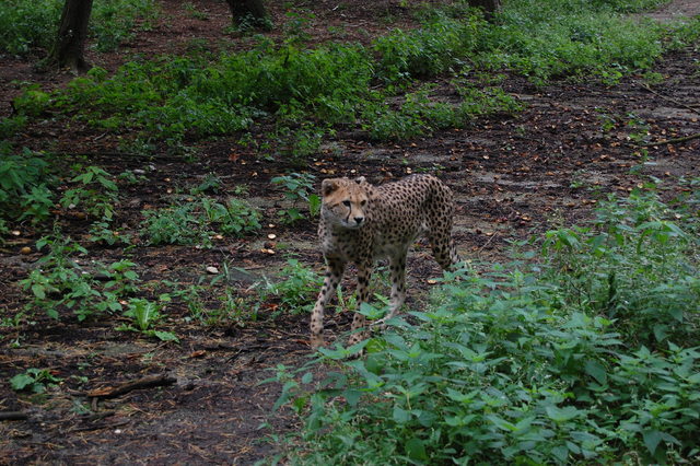 DSC 1670 Burgers Zoo