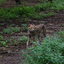 DSC 1670 - Burgers Zoo