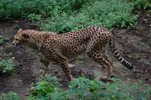 DSC 1674 Burgers Zoo