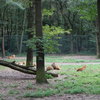 DSC 1675 - Burgers Zoo