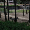 DSC 1684 - Burgers Zoo
