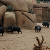 DSC 1697 - Burgers Zoo