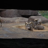 DSC 1714 - Burgers Zoo