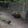 DSC 1610 - Burgers Zoo