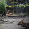 DSC 1612 - Burgers Zoo