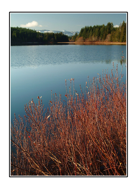 lake with red bushes Landscapes