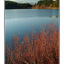 lake with red bushes - Landscapes