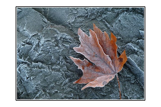 frosty Close-Up Photography